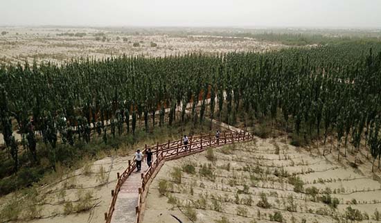 La Chine va renforcer sa couverture forestière pour une meilleure capture du carbone