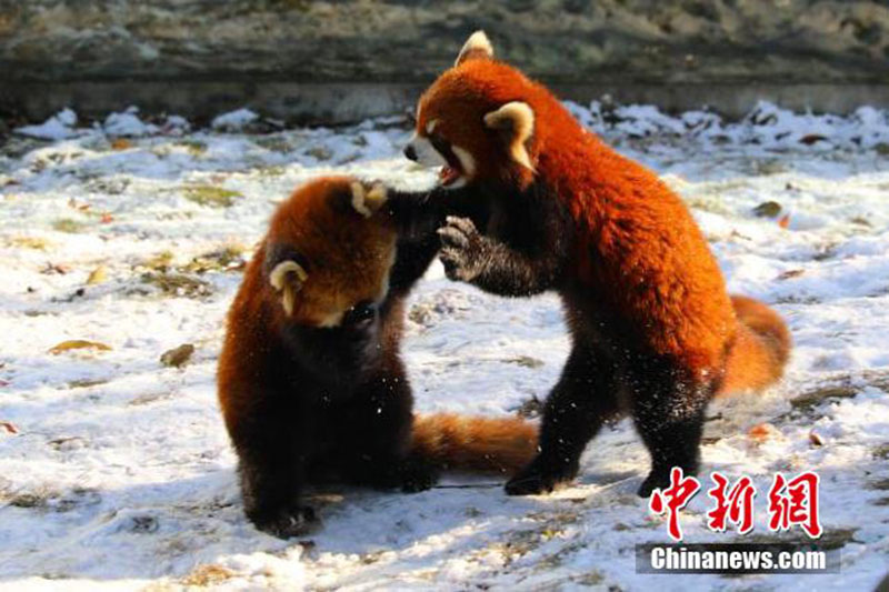 Des pandas rouges adorables s'ébattent dans le zoo de Yancheng