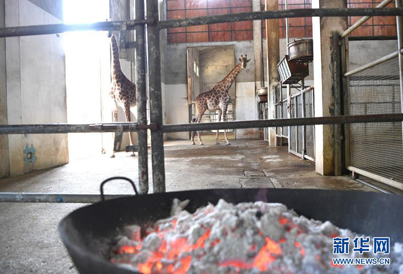 Le zoo de Nanning aide ses animaux à résister au froid en hiver