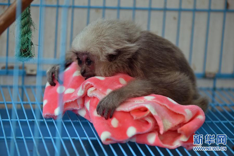 Le zoo de Nanning aide ses animaux à résister au froid en hiver