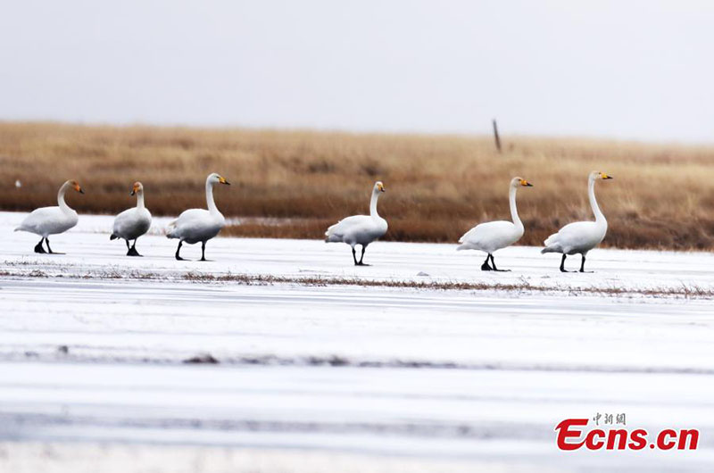 Des cygnes chanteurs migrateurs hivernent dans la province du Sichuan
