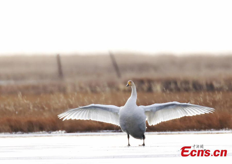 Des cygnes chanteurs migrateurs hivernent dans la province du Sichuan