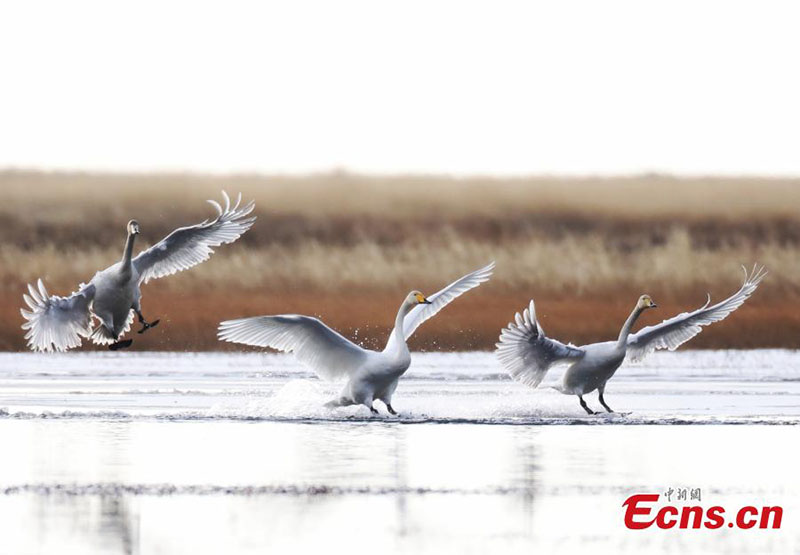 Des cygnes chanteurs migrateurs hivernent dans la province du Sichuan