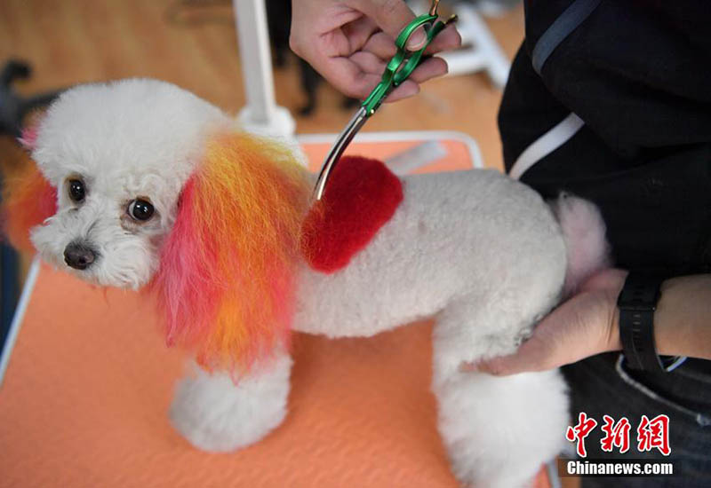 Les préparations pour les animaux de compagnie à l'approche de la Fête du Printemps