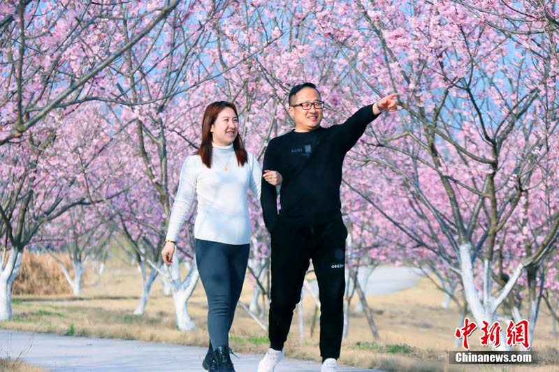 Le public admire des cerisiers en fleurs à Zhijiang, dans la province du Hubei