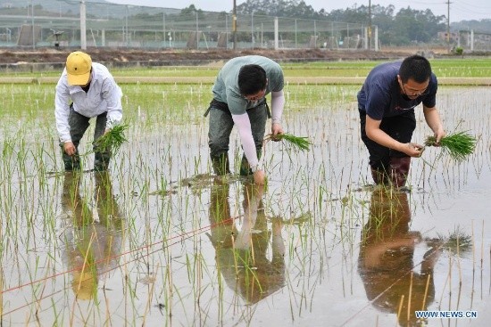 Des semences de riz provenant de graines envoyées sur la lune ont été transplantées