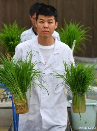 Des semences de riz provenant de graines envoyées sur la lune ont été transplantées