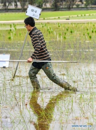 Des semences de riz provenant de graines envoyées sur la lune ont été transplantées