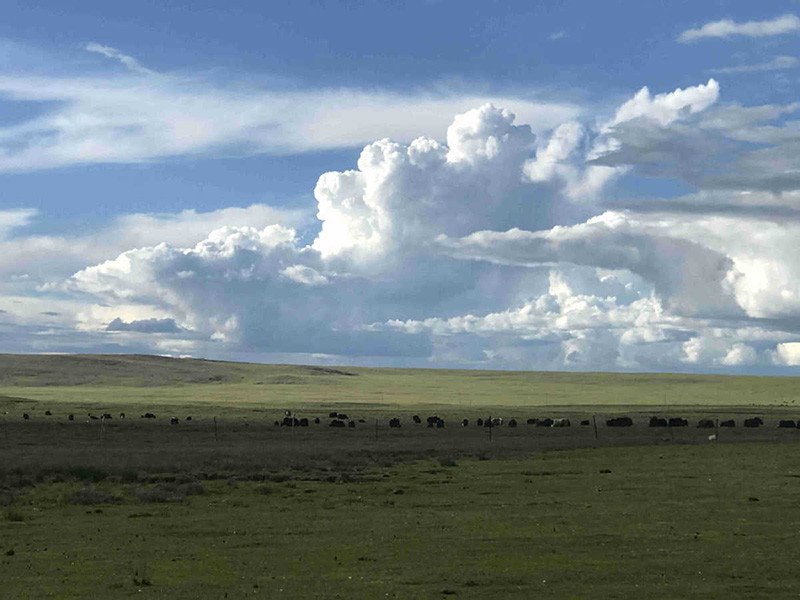 Une enquête sur la faune du Tibet révèle la découverte de 5 nouvelles espèces
