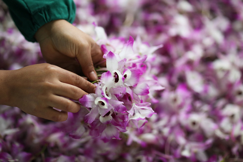 L'économie des fleurs fleurit dans le Guizhou