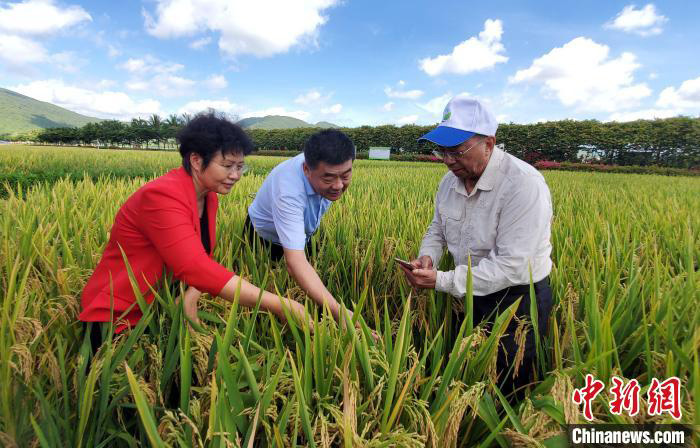 Le projet national de riz hybride en deux saisons a réalisé sa première récolte exceptionnelle à Sanya