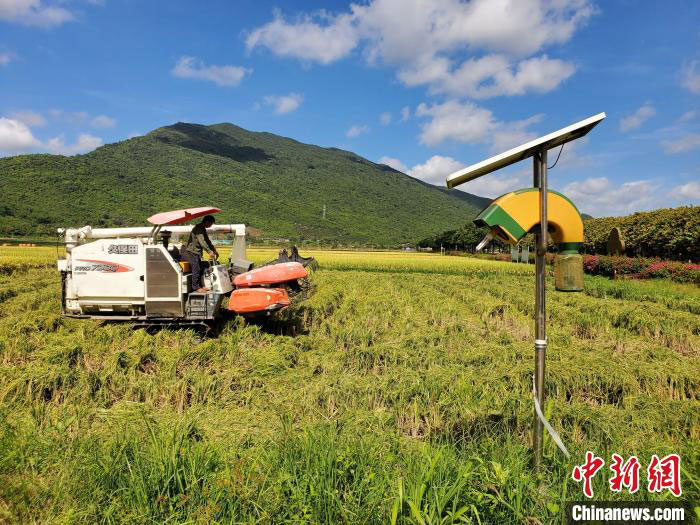 Le projet national de riz hybride en deux saisons a réalisé sa première récolte exceptionnelle à Sanya