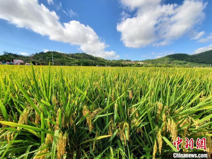 Le projet national de riz hybride en deux saisons a réalisé sa première récolte exceptionnelle à Sanya