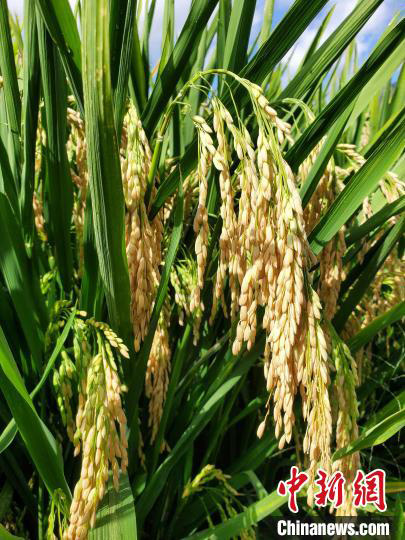 Le projet national de riz hybride en deux saisons a réalisé sa première récolte exceptionnelle à Sanya