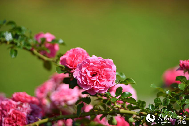 Au bord du lac Yangzong, dans la province du Yunnan, des roses fleurissent pour enivrer les gens