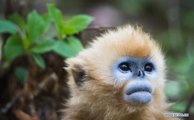 Les singes dorés du Parc national de Shennongjia