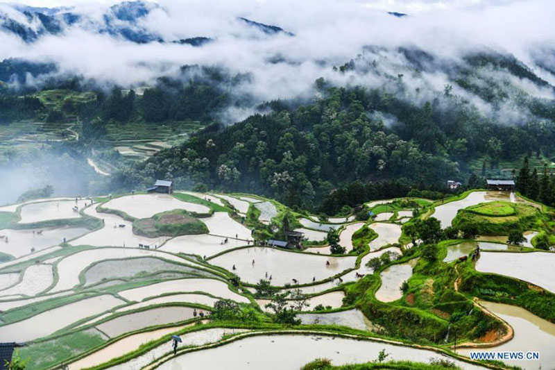 Des agriculteurs et des b?ufs de la ferme au travail dans rizières en terrasse dans le Guizhou