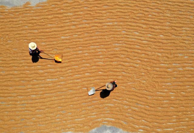 La production céréalière chinoise atteindra 692 millions de tonnes en 2025