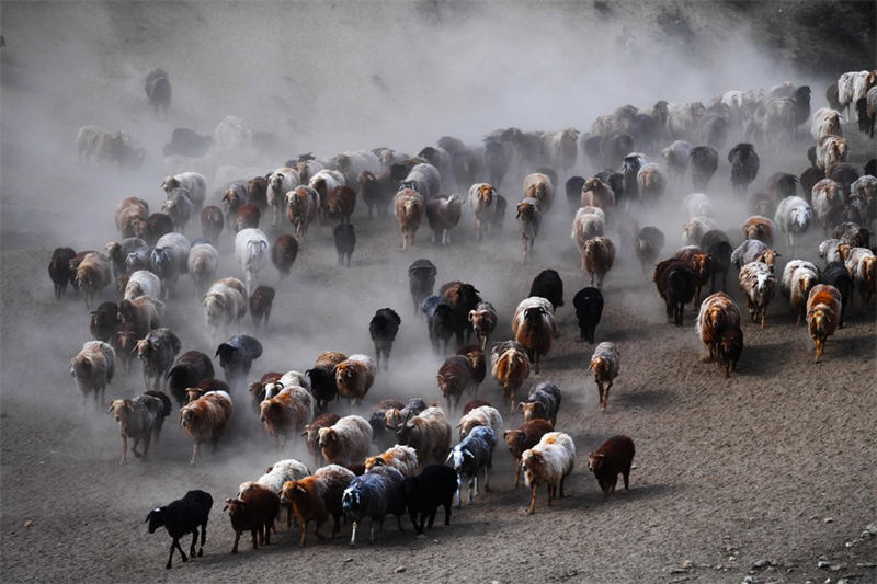 En route pour les paturages d'été au Xinjiang