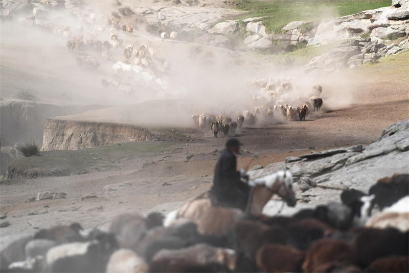 En route pour les paturages d'été au Xinjiang