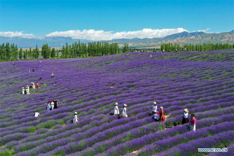 Chine : tourisme dans les champs de lavande au Xinjiang