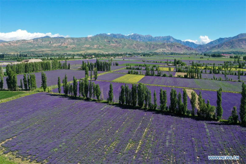 Chine : tourisme dans les champs de lavande au Xinjiang