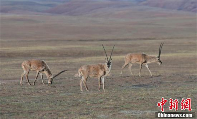 Les ? lutins ? de la prairie de Qiangtang, dans la région autonome du Tibet