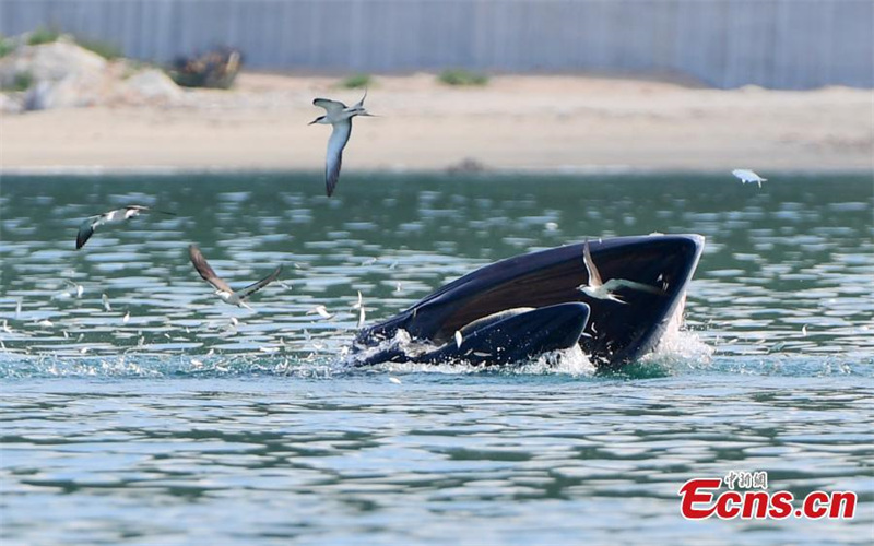 Un rorqual de Bryde chasse dans la baie de Mirs à Shenzhen