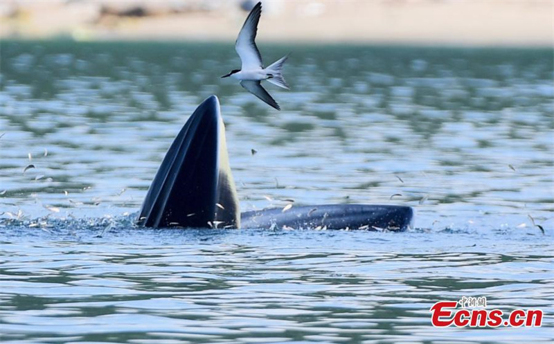 Un rorqual de Bryde chasse dans la baie de Mirs à Shenzhen