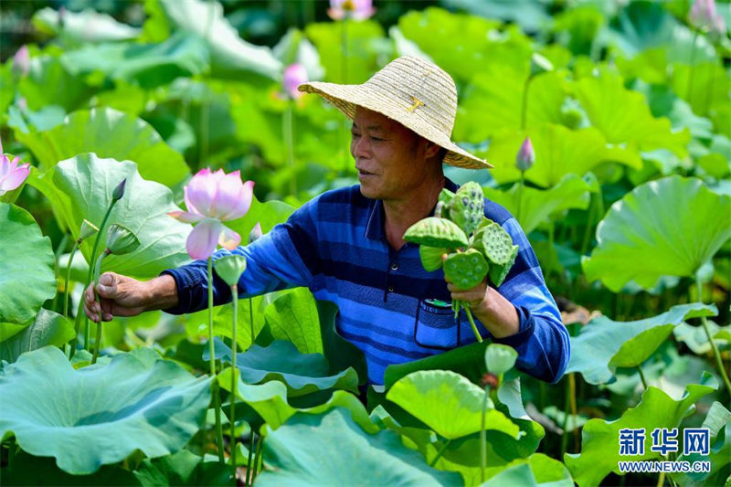 La saison de récolte des lotus d'été bat son plein dans le Hunan
