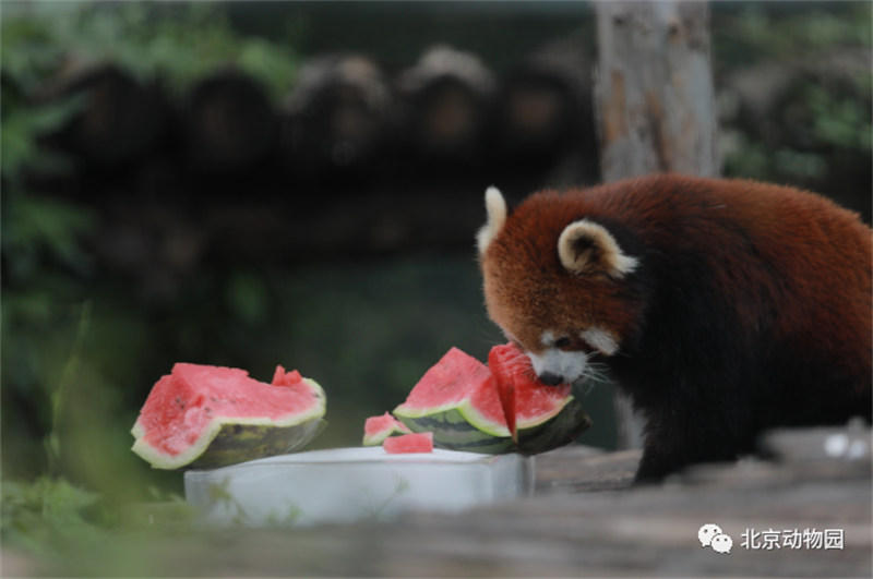 Cet été, les animaux ont aussi le droit de se rafra?chir