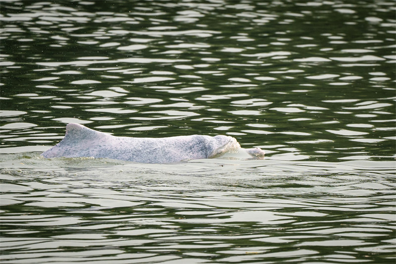 Un dauphin à bosse de l'Indo-Pacifique appara?t dans les eaux de Shunde à Foshan, dans le Guangdong