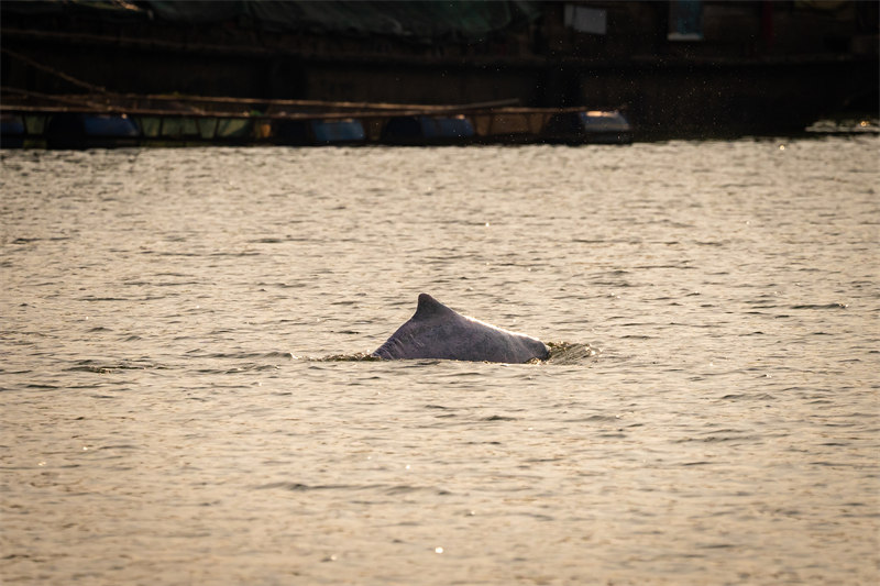Un dauphin à bosse de l'Indo-Pacifique appara?t dans les eaux de Shunde à Foshan, dans le Guangdong