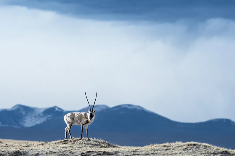 La migration annuelle de rentrée des antilopes du Tibet a commencé
