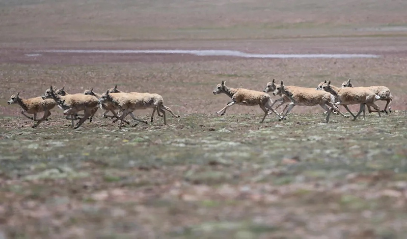 La migration annuelle de rentrée des antilopes du Tibet a commencé

