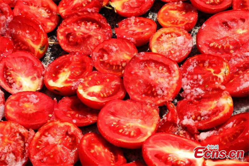 La saison de la récolte des tomates bat son plein dans le Xinjiang