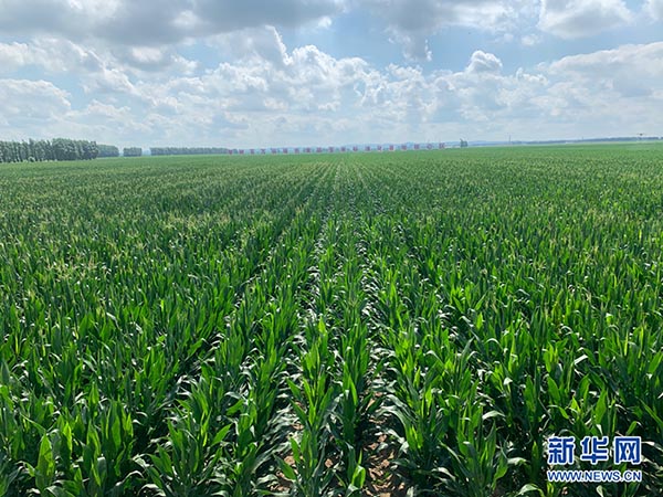 Comment le modèle Lishu à faible impact renforce la protection de la précieuse terre noire