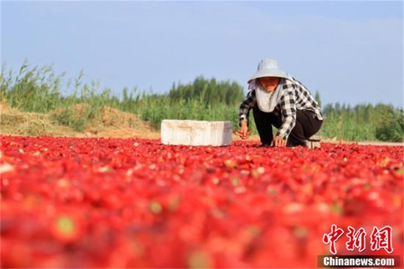 Des agriculteurs heureux après la récolte des piments dans le Xinjiang