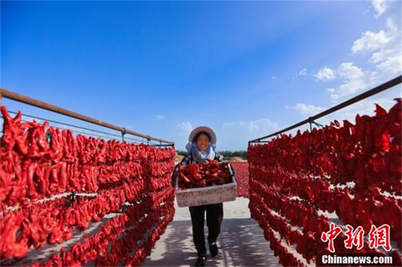 Des agriculteurs heureux après la récolte des piments dans le Xinjiang