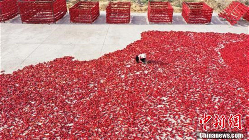 Des agriculteurs heureux après la récolte des piments dans le Xinjiang
