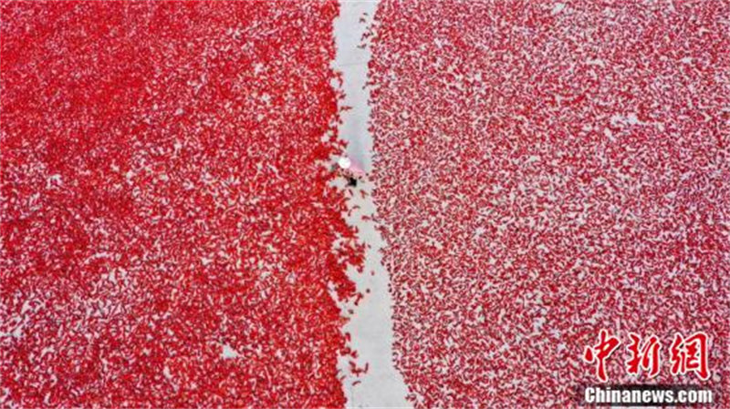 Des agriculteurs heureux après la récolte des piments dans le Xinjiang