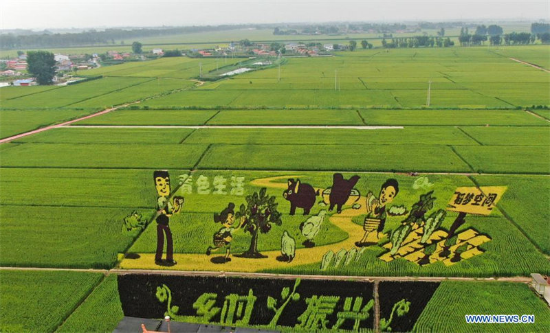 Images : l'art des rizières à Shenyang, dans le Liaoning