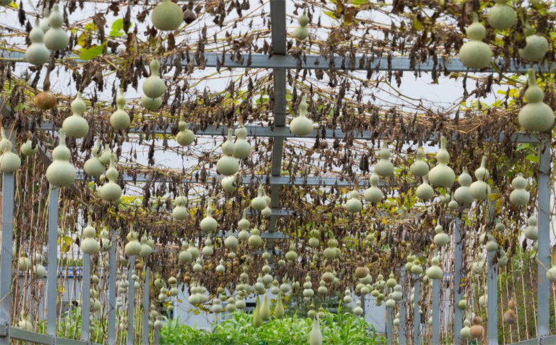 Le fruit de la prospérité