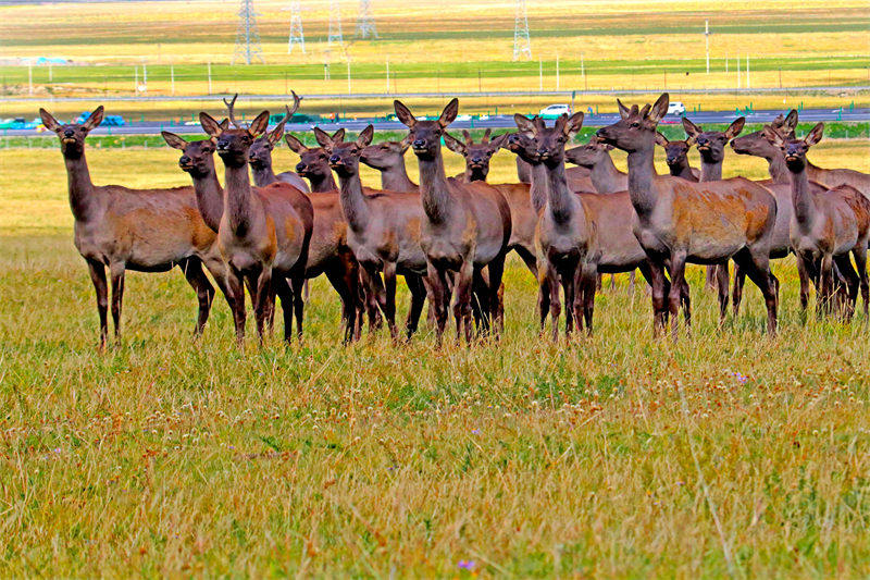 Des prairies luxuriantes et des cerfs élaphes en troupeaux à Hami, dans le Xinjiang