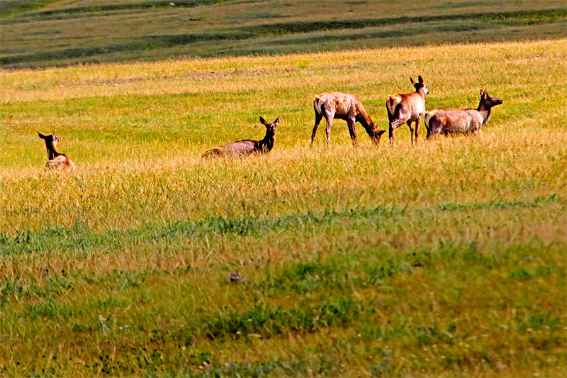 Des prairies luxuriantes et des cerfs élaphes en troupeaux à Hami, dans le Xinjiang