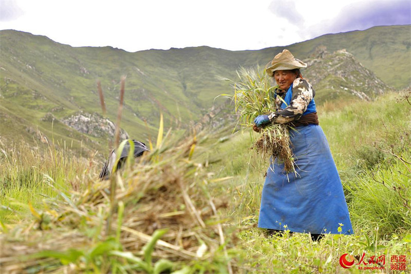 La récolte de l'orge du Tibet bat son plein dans le village de Redui à Lhassa