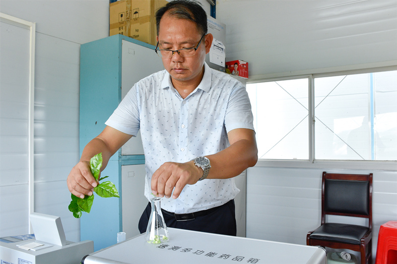 Hengzhou (Guangxi) : le jasmin contribue au redressement d'un village