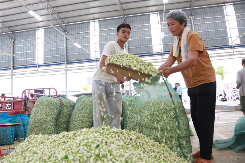 Hengzhou (Guangxi) : le jasmin contribue au redressement d'un village