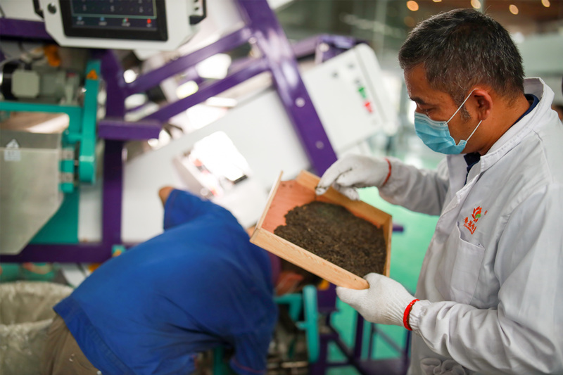 Hengzhou (Guangxi) : le jasmin contribue au redressement d'un village