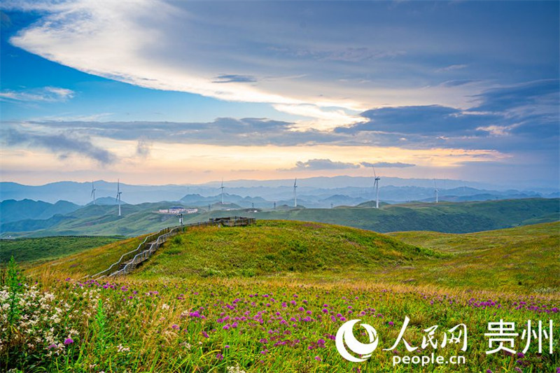 Guizhou : dix mille mu de ciboulette chinoise fleurissent, attirant les visiteurs